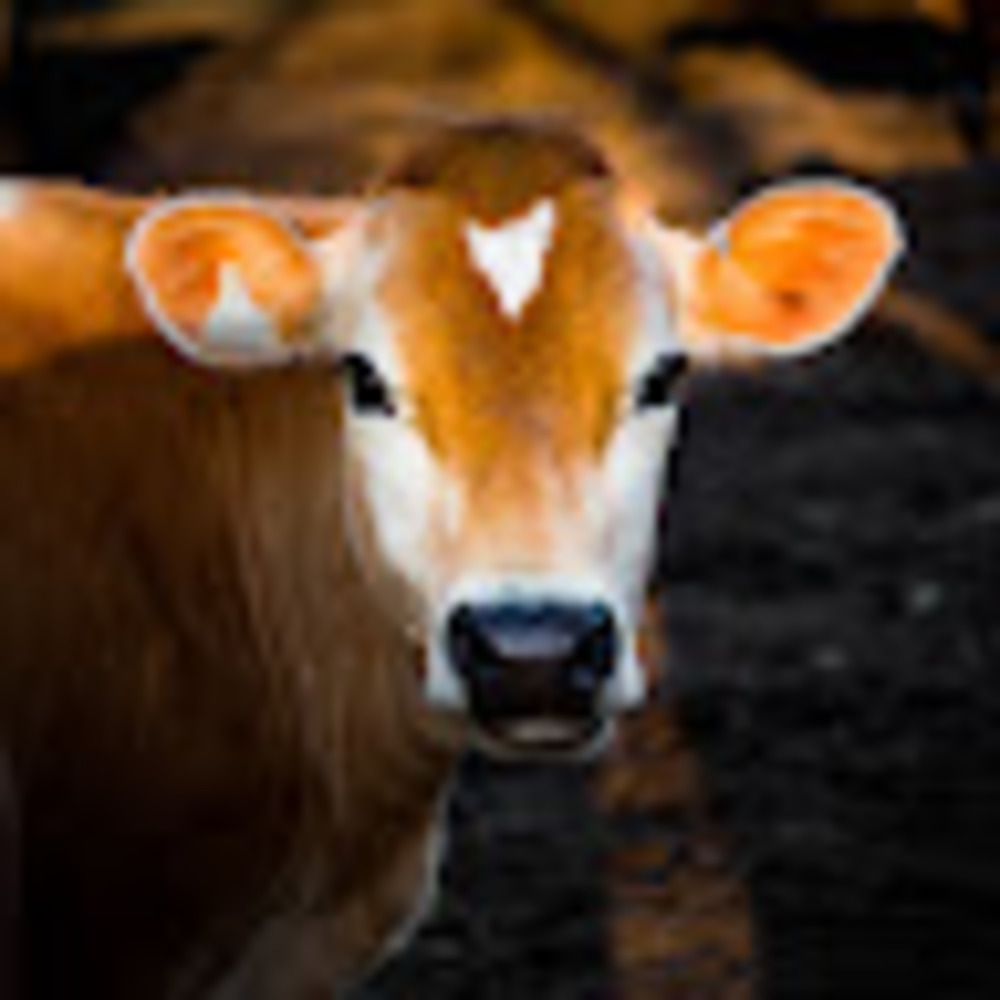 Meet your Posher, Lily